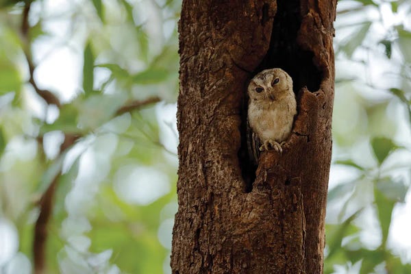 Owls: Indian Owl In A Tree by Ondřej Prosický
