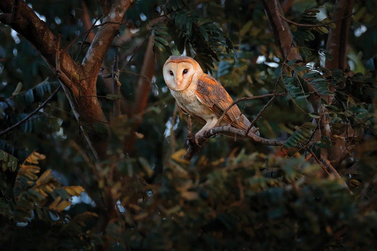 Barn Owl On A Branch