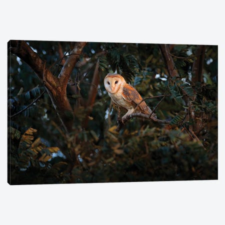 Barn Owl On A Branch Canvas Print #OPR7} by Ondřej Prosický Canvas Art Print