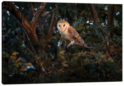 Barn Owl On A Branch Canvas Art Print - Ondřej Prosický