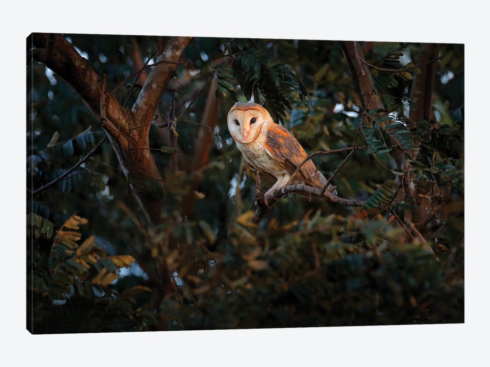 Barn Owl On A Branch by Ondřej Prosický 1-piece Canvas Artwork