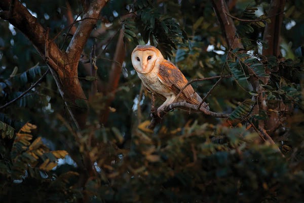 Ondřej Prosický: Barn Owl On A Branch by Ondřej Prosický