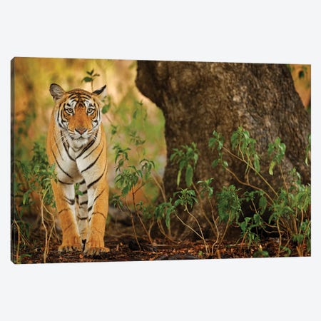 Indian Tiger Canvas Print #OPR80} by Ondřej Prosický Canvas Print