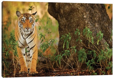 Indian Tiger Canvas Art Print - Ondřej Prosický