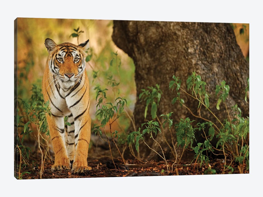Indian Tiger by Ondřej Prosický 1-piece Canvas Artwork