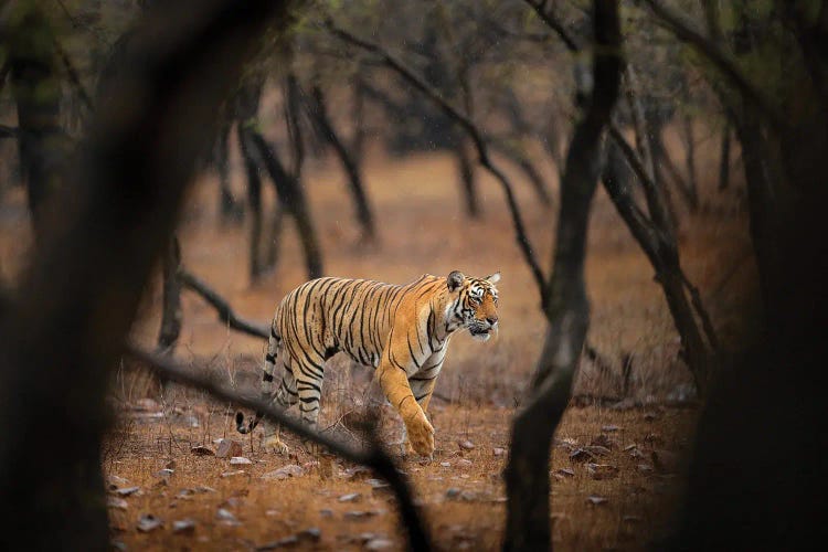 Indian Tiger Hunting