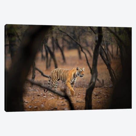 Indian Tiger Hunting Canvas Print #OPR81} by Ondřej Prosický Canvas Art Print