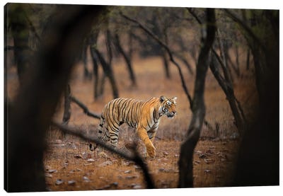 Indian Tiger Hunting Canvas Art Print - Ondřej Prosický