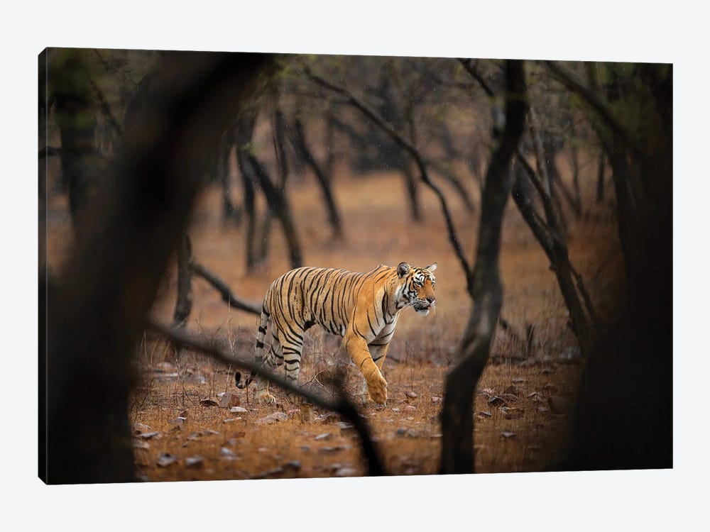 Indian Tiger Hunting by Ondřej Prosický 1-piece Canvas Print