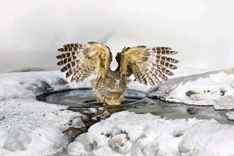 Japanese Fish Owl