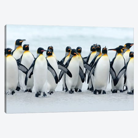 King Penguins After Bath Canvas Print #OPR83} by Ondřej Prosický Canvas Print