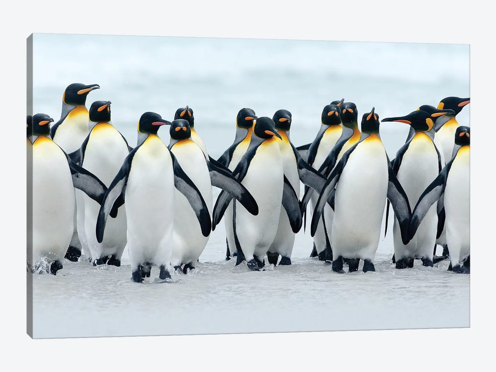 King Penguins After Bath by Ondřej Prosický 1-piece Canvas Print