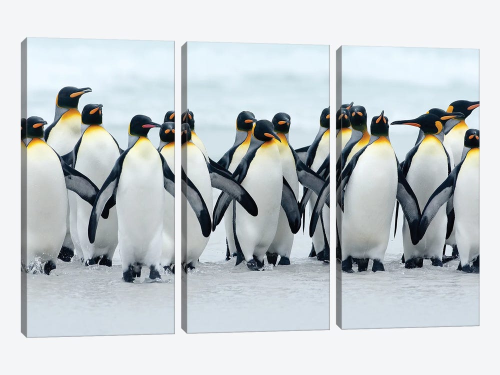 King Penguins After Bath by Ondřej Prosický 3-piece Art Print