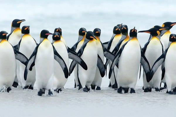 Penguins: King Penguins After Bath by Ondřej Prosický