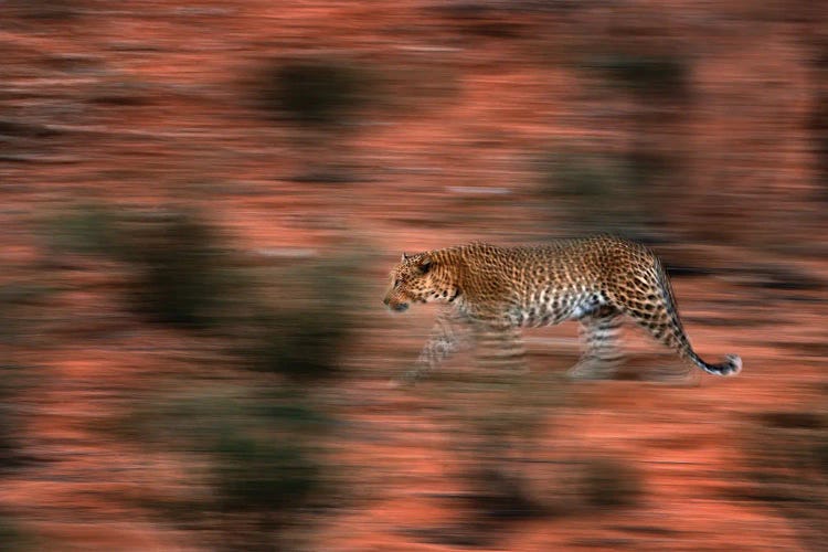 Leopard In Motion