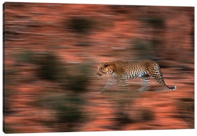 Leopard In Motion Canvas Art Print - Ondřej Prosický