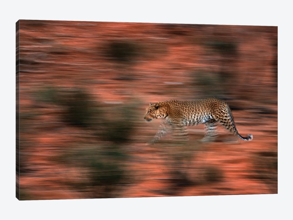 Leopard In Motion by Ondřej Prosický 1-piece Canvas Art