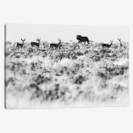 Lion Hunting In Black & White Canvas Print #OPR86} by Ondřej Prosický Canvas Wall Art