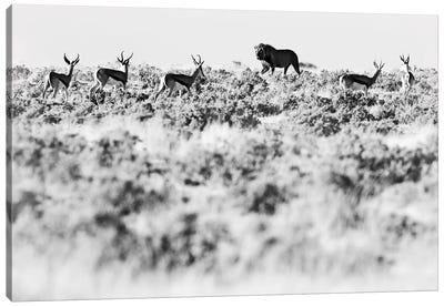 Lion Hunting In Black & White Canvas Art Print - Antelope Art