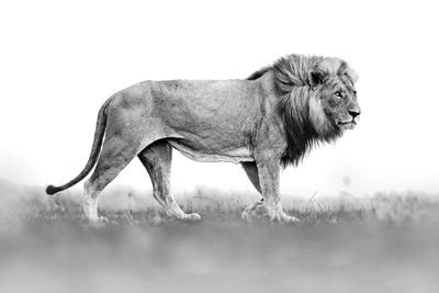 Lion In Back&White by Ondřej Prosický framed canvas print