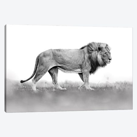 Lion In Back&White Canvas Print #OPR87} by Ondřej Prosický Canvas Art