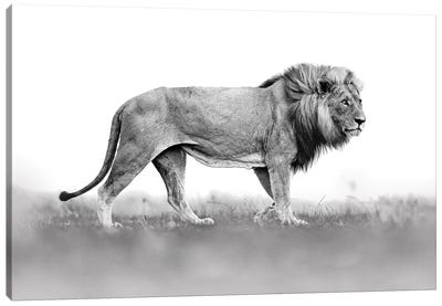 Lion In Back&White Canvas Art Print - Ondřej Prosický