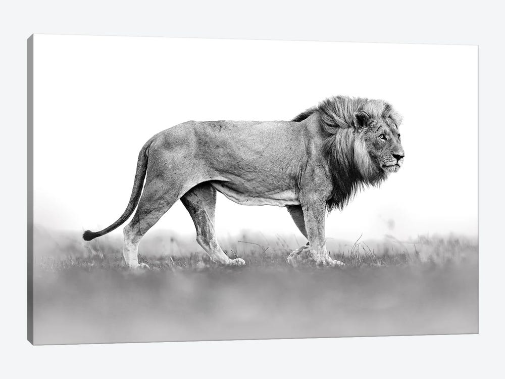 Lion In Back&White by Ondřej Prosický 1-piece Canvas Art Print