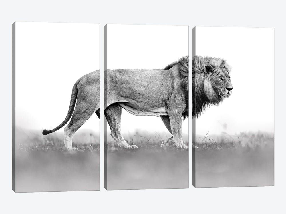 Lion In Back&White by Ondřej Prosický 3-piece Canvas Print