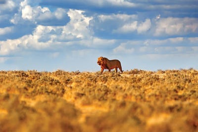 Lion King by Ondřej Prosický framed canvas print