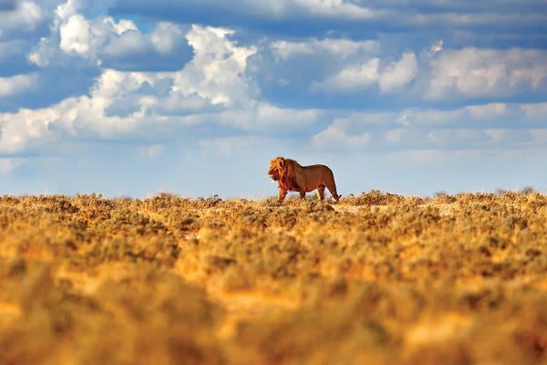 Ondřej Prosický: Lion King by Ondřej Prosický
