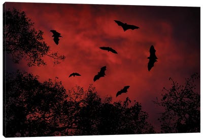 Bat Night Canvas Art Print - Bat Art
