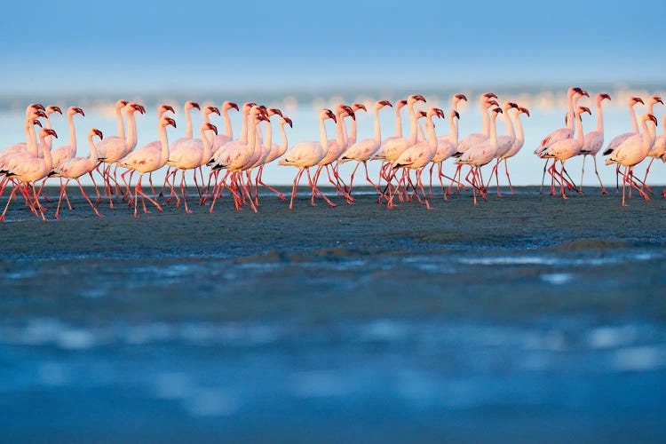 Little Flamingos On The Beach