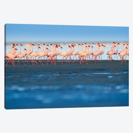 Little Flamingos On The Beach Canvas Print #OPR90} by Ondřej Prosický Canvas Art