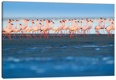 Little Flamingos On The Beach Canvas Art Print - Ondřej Prosický