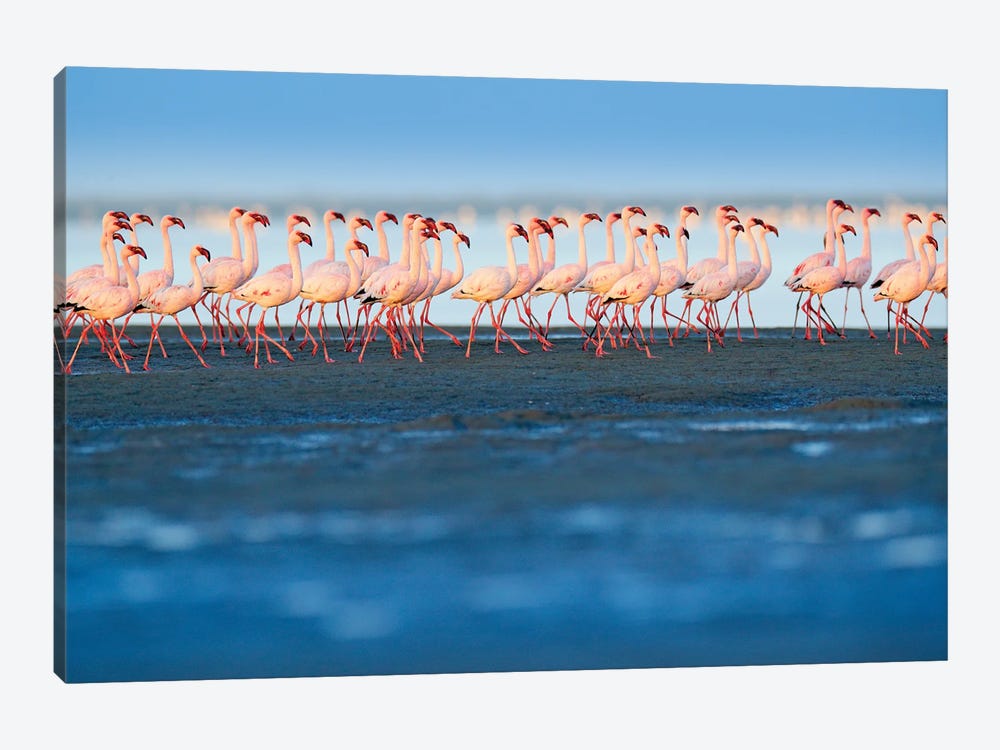 Little Flamingos On The Beach by Ondřej Prosický 1-piece Canvas Print