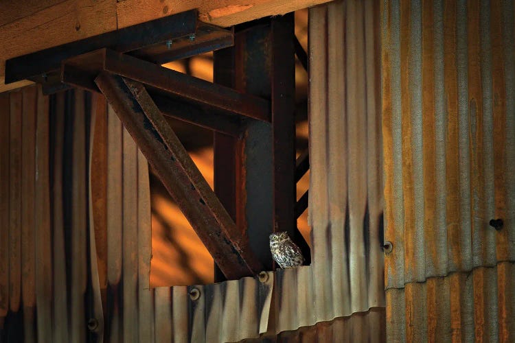 Little Owl In A Farm