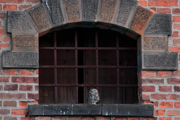 Little Owl In A Window