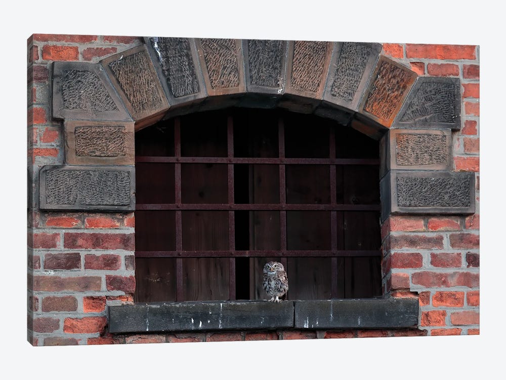 Little Owl In A Window by Ondřej Prosický 1-piece Canvas Wall Art