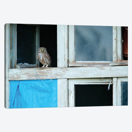 Little Owl In Open Window Canvas Print #OPR94} by Ondřej Prosický Art Print