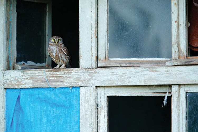 Little Owl In Open Window