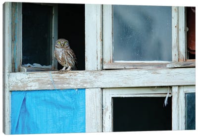 Little Owl In Open Window Canvas Art Print - Ondřej Prosický