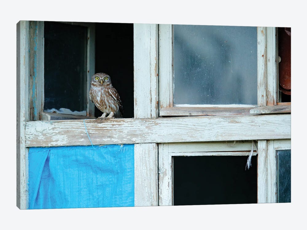 Little Owl In Open Window by Ondřej Prosický 1-piece Art Print