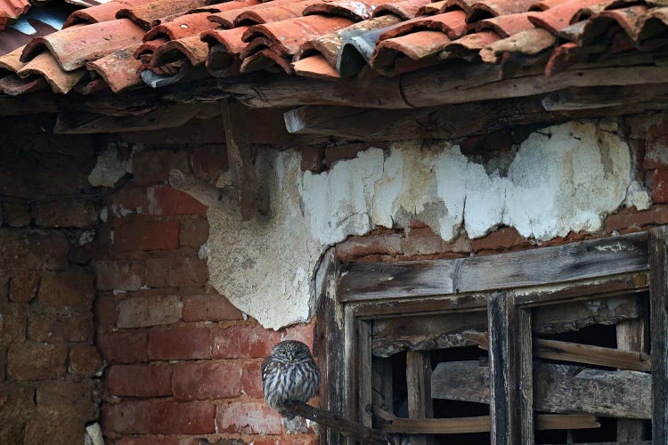 Little Owl In Ruins