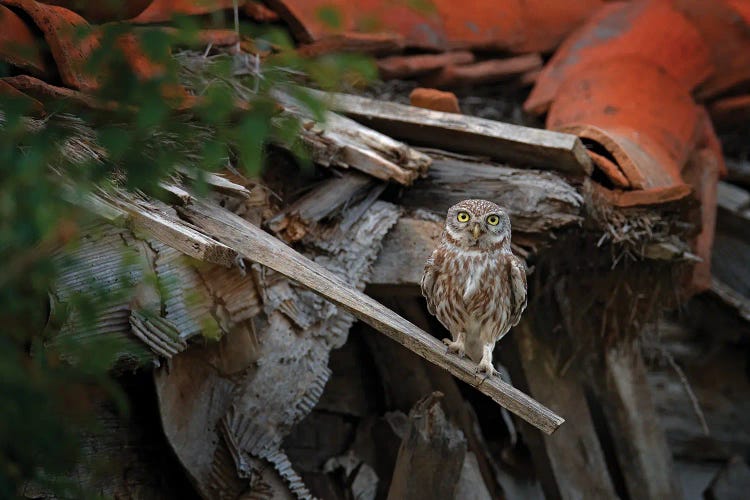 Little Owl In The Roof