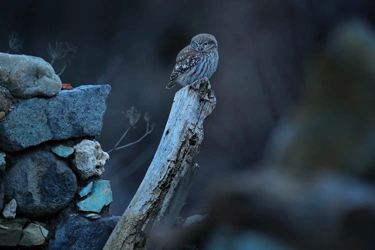 Little Owl Of Bulgaria