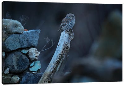 Little Owl Of Bulgaria Canvas Art Print - Monochromatic Photography