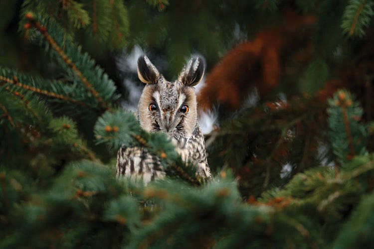 Long Ear Owl In A Tree