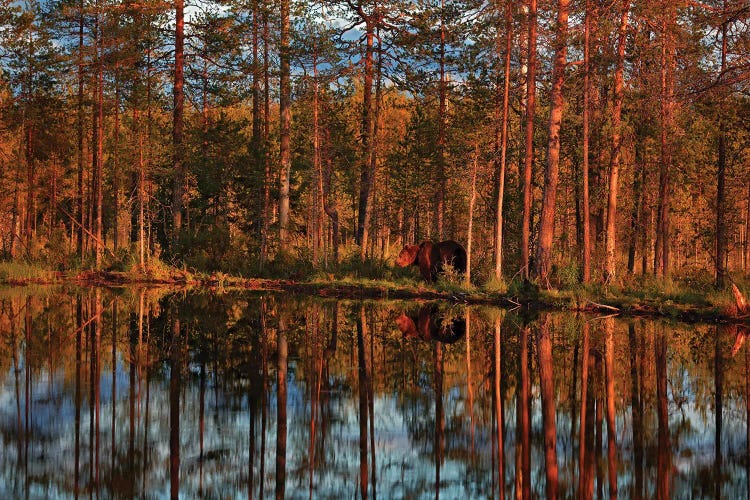 Bear By The Lake