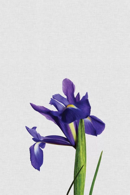 Iris by Orara Studio wall art