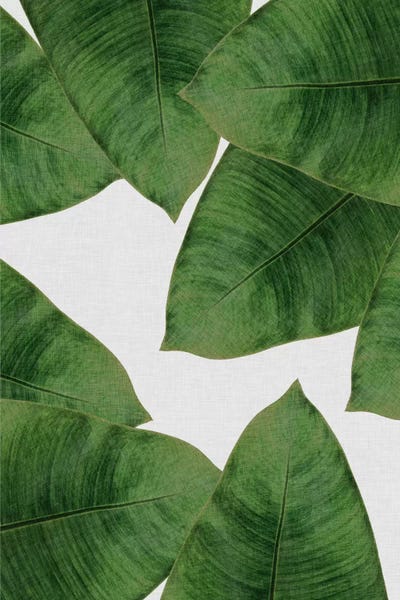 Tropical Leaves: Banana Leaf II by Orara Studio